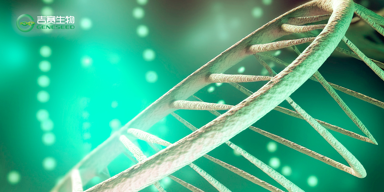 RNA pull-down探针法还是标签法？一文解决选择困难~