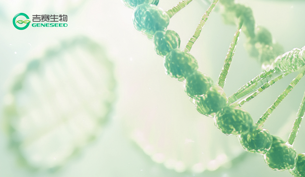 CAR疗法双革命：从ex vivo到in vivo范式突破，circRNA+LNP开启 “持久表达”新赛道